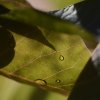 Perle d’eau se mêlant au jeu d’ombre et de lumière des feuilles.19 juin 2022, au 27 chemin de la They.Elise Asklund